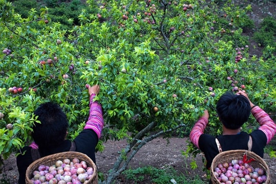 Mận hậu - cây thoát nghèo của người dân Sơn La