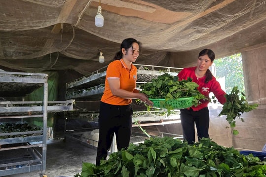 “Dệt” cuộc sống mới từ nghề trồng dâu, nuôi tằm