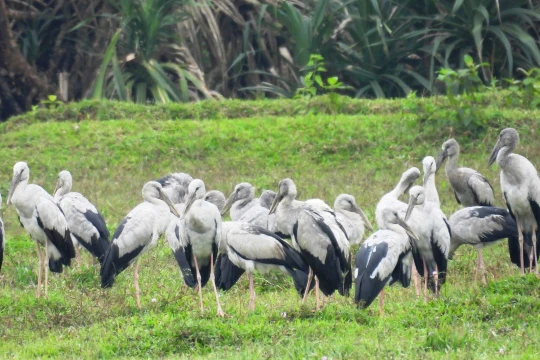 Quảng Trị: Xuất hiện đàn cò ốc quý hiếm số lượng lớn tại xã Hiếu Giang