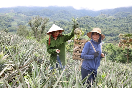 Tại Điện Biên, nhiều mô hình sản xuất dứa VietGAP gắn với chuỗi giá trị, mang lại hiệu quả cao.  Ảnh: 