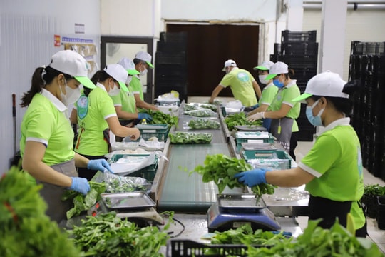 Đồng bộ giải pháp để giảm lao động phi chính thức