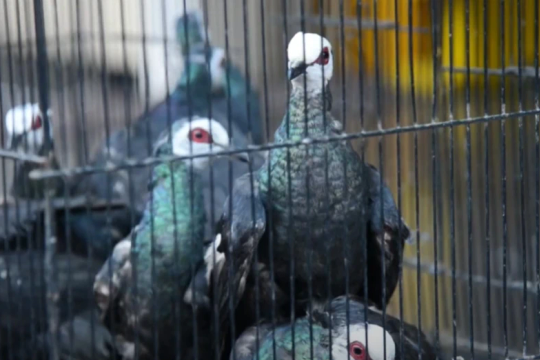 Indonesia foils attempt to smuggle 1,200 endangered birds