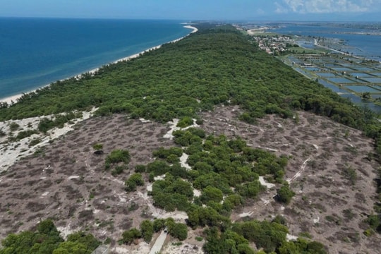 Hơn 3,1 hecta rừng phòng hộ ven biển Huế bị khai thác trái phép: Sai phạm từ đâu?