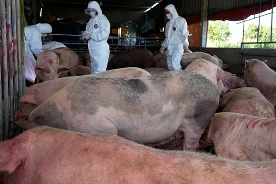 Dịch tả lợn Châu Phi ở miền Trung: Thu mua heo bệnh bán ra thị trường, lợn chết vứt đầy kênh