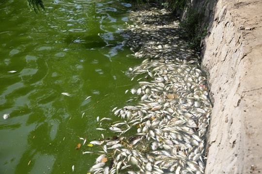 Quảng Trị: Cá chết hàng loạt, bốc mùi tại hồ Nam Lý