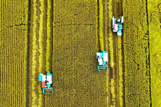 Triển khai Đề án 1 triệu héc-ta lúa chất lượng cao: Agribank nỗ lực thực hiện sứ mệnh