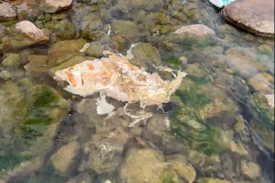 Quảng Trị: Xác minh hình ảnh lợn chết bị vứt ở suối