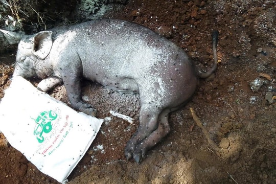 Quảng Trị: Gặp khó trong chống dịch tả heo Châu phi