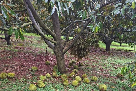 Lâm Đồng: Bão số 3 gây thiệt hại hơn 13 tỷ đồng