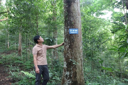 Quảng Ninh đầu tư phát triển lâm nghiệp