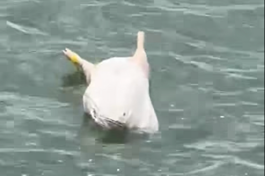 Quảng Trị: Làm rõ thông tin xác lợn chết trôi trên sông Nhật Lệ