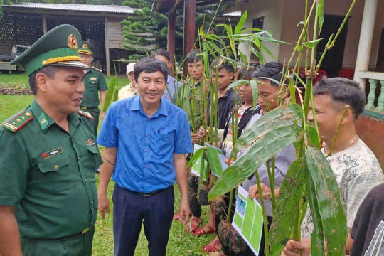 Phát triển mô hình trồng tre lấy măng cho nhân dân hai bên biên giới Việt - Lào