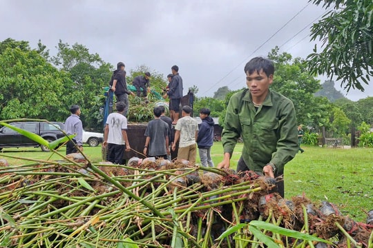 Quảng Trị: Bàn giao giống tre Điền trúc cho đồng bào hai bên biên giới