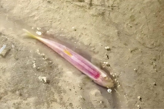 Quảng Trị: Phát hiện cá mù hang động tại di sản Phong Nha – Kẻ Bàng và Hin Nậm Nô