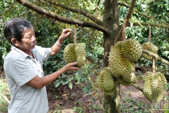 Lâm Sơn - Vùng sinh thái vườn hấp dẫn của Khánh Hòa