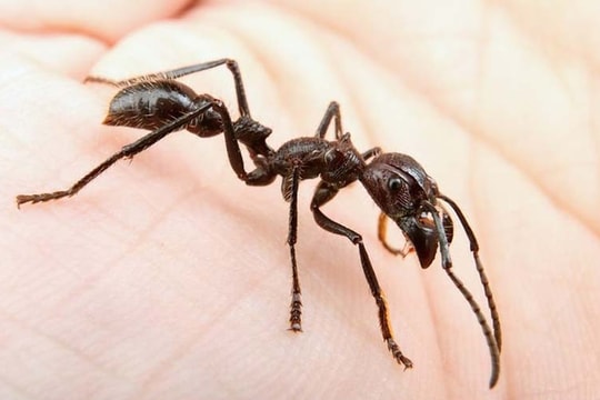 Suýt mất mạng vì 2 vết kiến đốt