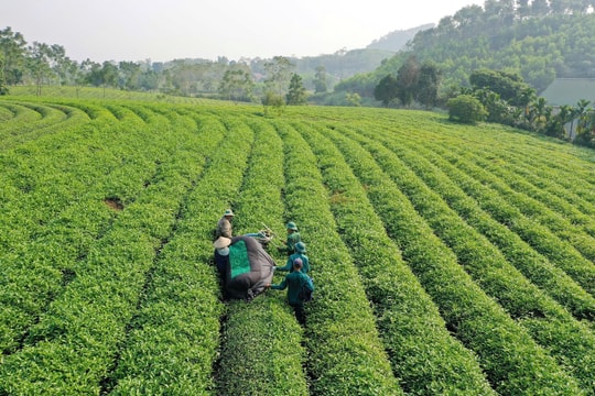 Chè Mỹ Lâm chinh phục các chứng nhận khắt khe toàn cầu