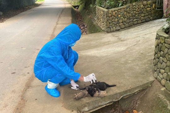 Đà Nẵng: Chó dại thả rông cắn liên tiếp nhiều người dân trong một xã