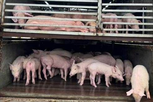 Ngăn chặn kịp thời vụ vận chuyển gần 100 con heo nhiễm bệnh trên đường vào Đắk Lắk tiêu thụ