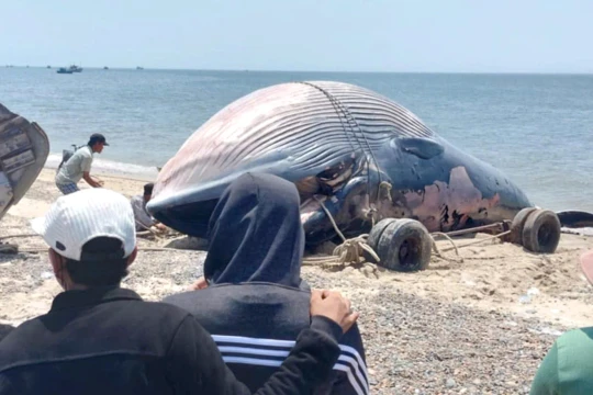 Lâm Đồng: “Cá Ông” trôi dạt vào bờ biển Liên Hương