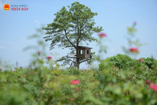 Bãi đá sông Hồng: Điểm du lịch không thể bỏ lỡ trong mùa thu Hà Nội