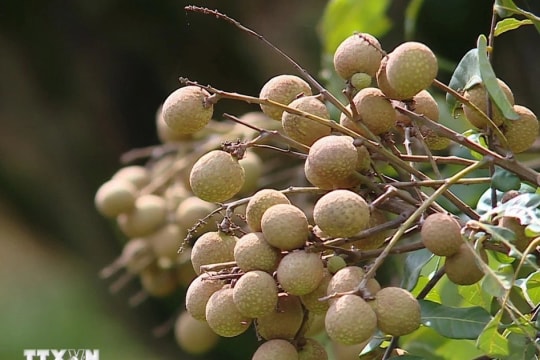 Thailand helps farmers sell surplus longan output