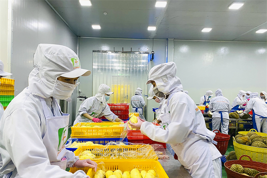 Ban hành quyết định áp dụng “Quy trình kiểm soát an toàn thực phẩm đối với quả sầu riêng tươi xuất khẩu”