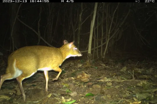 Quảng Trị: Vườn Phong Nha - Kẻ Bàng ghi nhận sự tồn tại của 64 loài động vật hoang dã quý hiếm