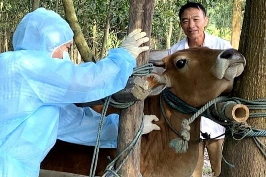 Quảng Trị: Xuất hiện dịch viêm da nổi cục trên đàn bò