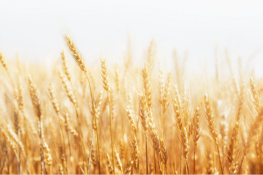 Làn sóng cải cách pháp lý trên toàn cầu cho cây trồng chỉnh sửa gen