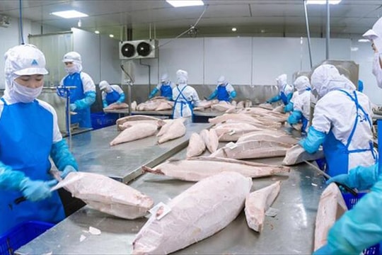 Xuất khẩu cá ngừ khó cán đích trong năm 2025