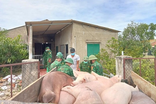 Bộ đội Biên phòng Quảng Trị giúp dân tiêu hủy lợn nhiễm bệnh dịch tả Châu phi