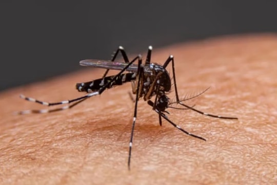 Bộ Y tế yêu cầu tăng cường phòng, chống bệnh Chikungunya