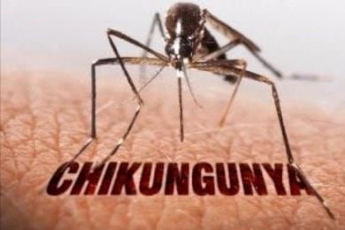 TP. Hồ Chí Minh: Bệnh Chikungunya từng lưu hành, có nguy cơ tái xuất hiện