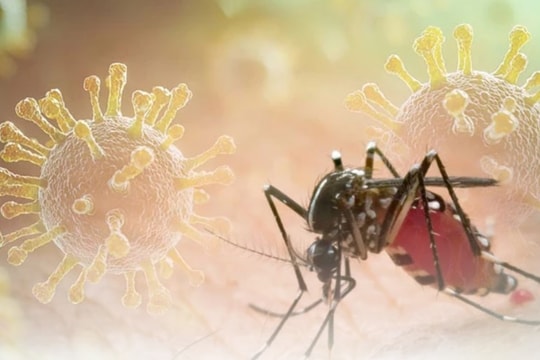 Bệnh Chikungunya tăng tại nhiều nước, Bộ Y tế đưa ra khuyến cáo