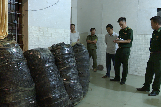 Bắt đối tượng vận chuyển, tàng trữ 240 kg cần sa