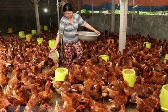 Cần gỡ khó thuế VAT đối với nguyên liệu thức ăn chăn nuôi, sản phẩm giống vật nuôi, sản phẩm chăn nuôi