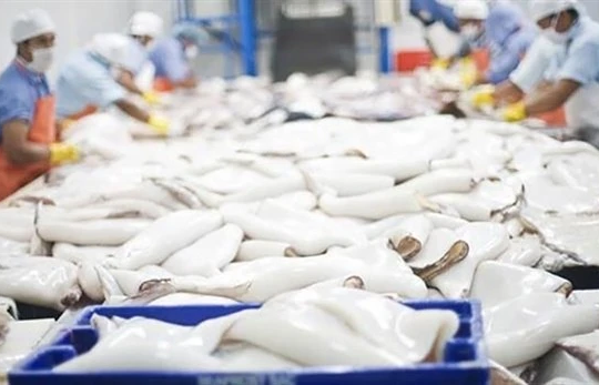 Vietnam’s squid, octopus exports to Thailand surge, paving the way to a key market