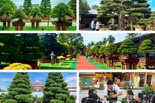 Đồng Tháp: Độc đáo nghi thức "xin lỗi, cảm ơn" cây ở Bảo tàng Bonsai Sa Đéc