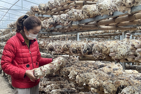 Cao Bằng: Tăng mức hỗ trợ, mở rộng mạng lưới cộng tác viên khuyến công