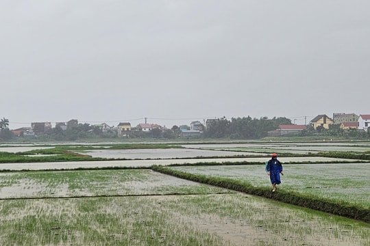 Quảng Trị: Hỗ trợ nông dân khôi phục sản xuất sau thiên tai, dịch hại