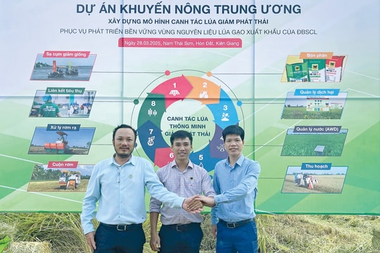 Hiệu quả của Đầu Trâu Bio-Canxi trong sản xuất lúa bền vững