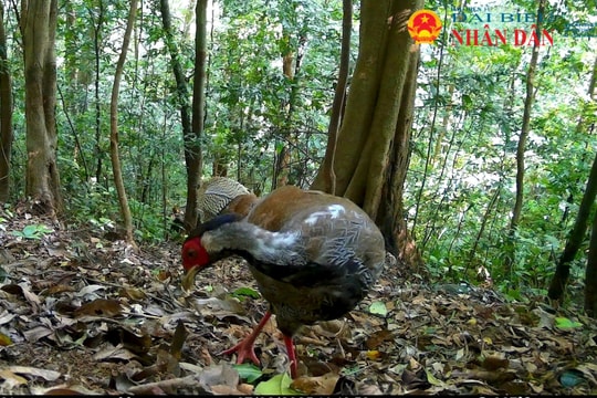 Sơn dương, Cầy gấm loài động vật quý hiếm nhóm IB, nằm trong sách đỏ xuất hiện nhiều ở rừng tự nhiên Quảng Trị