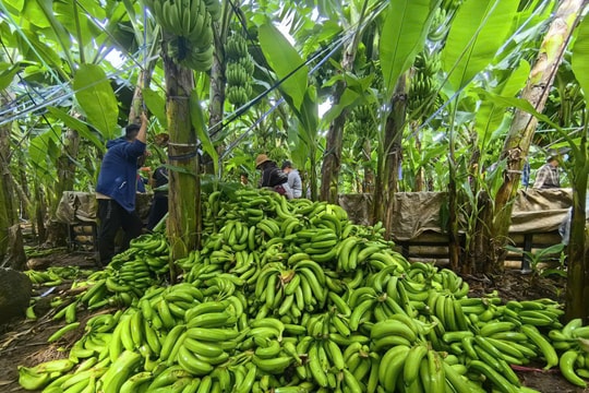 Đa dạng hóa nguồn lực phát triển nông nghiệp