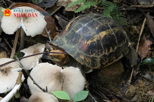 Quảng Trị: Phát hiện rùa hộp trán vàng Miền Trung quý hiếm