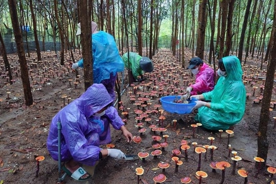 Sinh kế bền vững từ trồng nấm linh chi dưới tán rừng keo