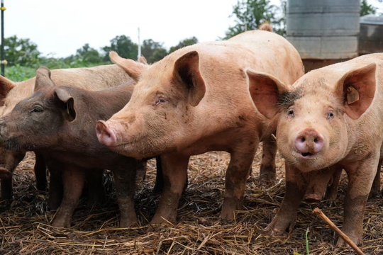 Lần đầu tiên cấy ghép thành công phổi lợn vào người chết não