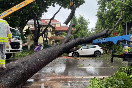 Hà Nội: Cây to bật gốc đè ô tô bẹp rúm ở phố Trần Phú