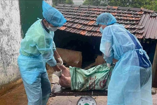 Đắk Lắk quyết liệt phòng, chống dịch tả lợn châu Phi