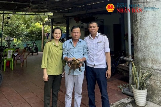 Quảng Trị: Cá thể rùa quý hiếm do người dân tự nguyện giao nộp được thả về rừng